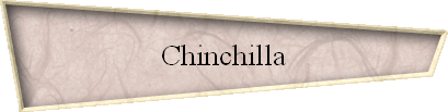 Chinchilla